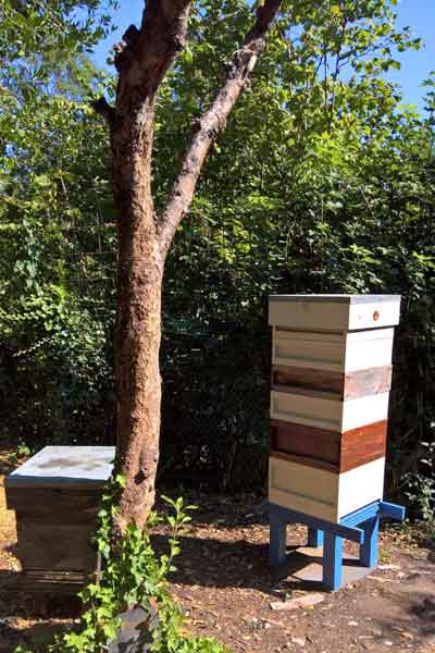 The Coulsdon hives in Summer